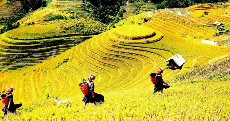 Khám phá Lao Chải - Bản làng xinh đẹp giữa núi đồi Sapa